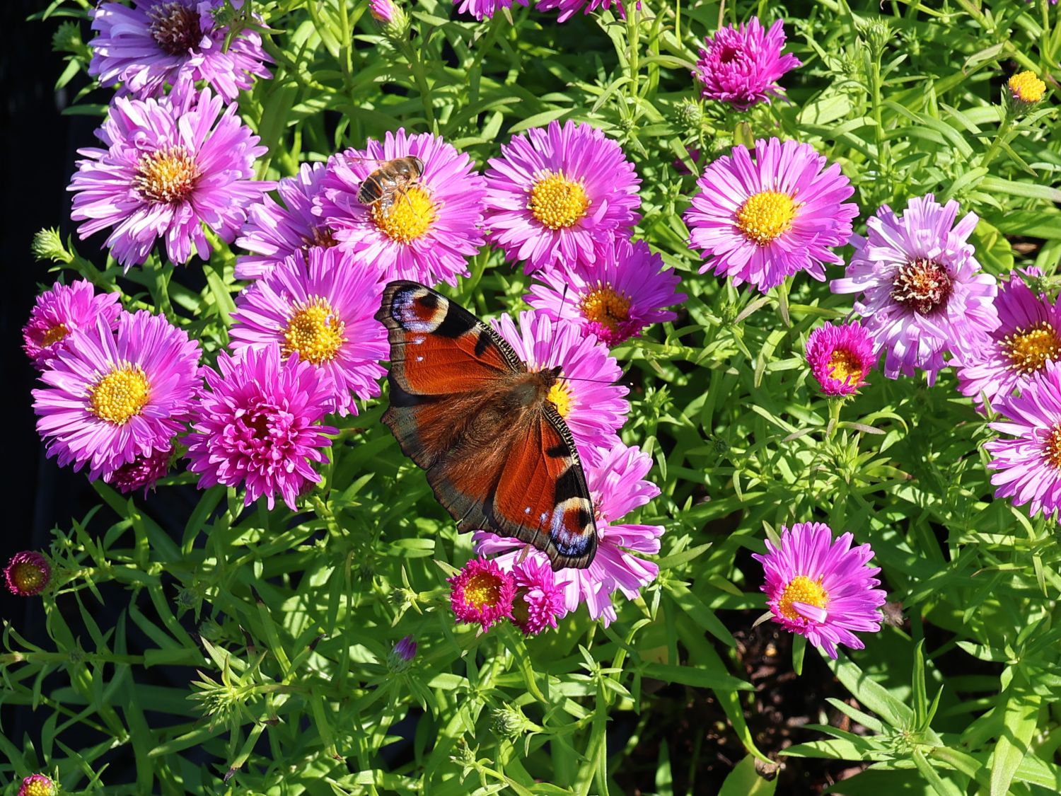 Kissen-Aster 'Heinz Richard' - SchÃ¶nste Stauden & Expertenwissen