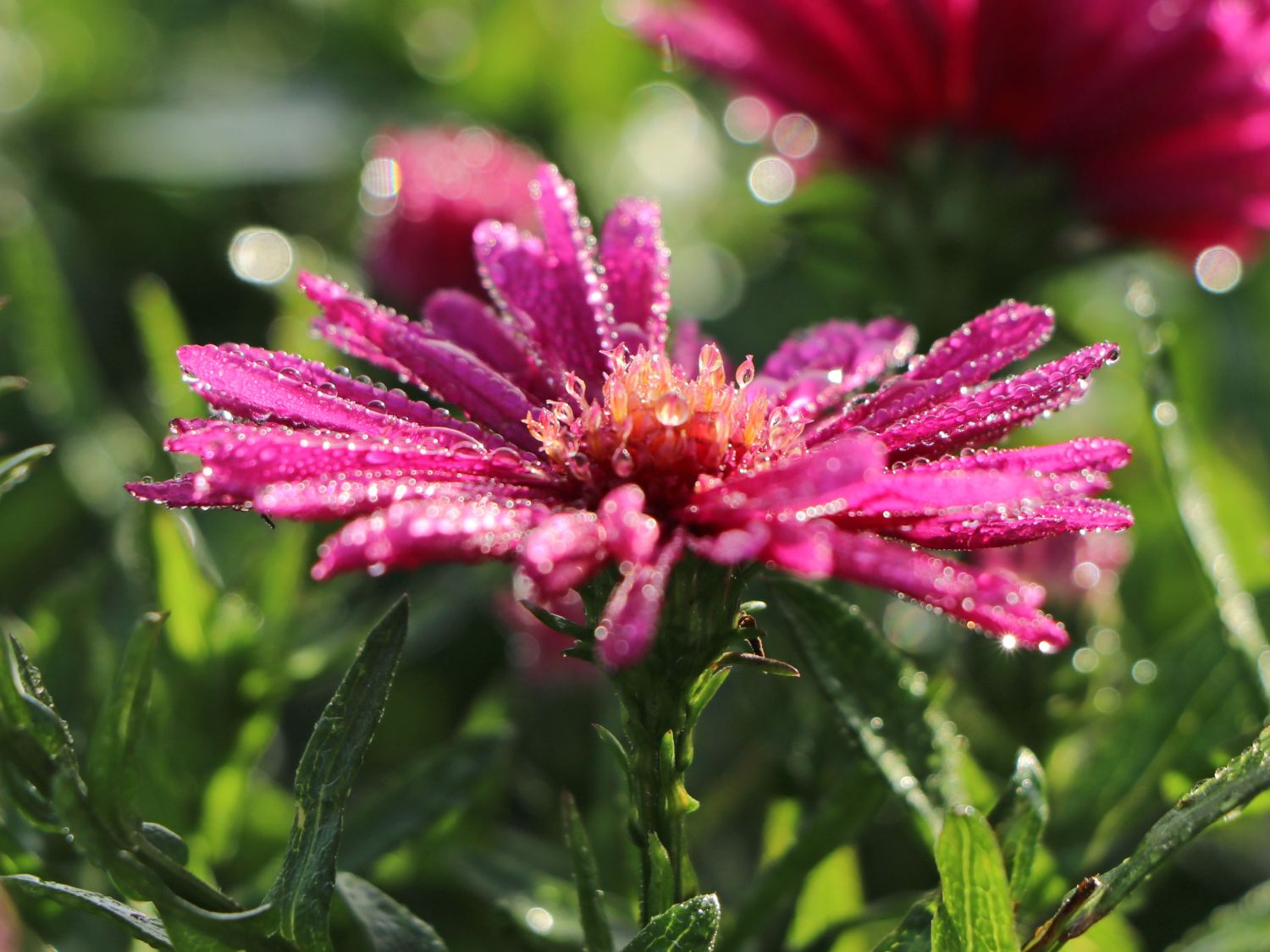 Kissen-Aster 'Jenny' - Finde Deine neue Staude + Online Ratgeber