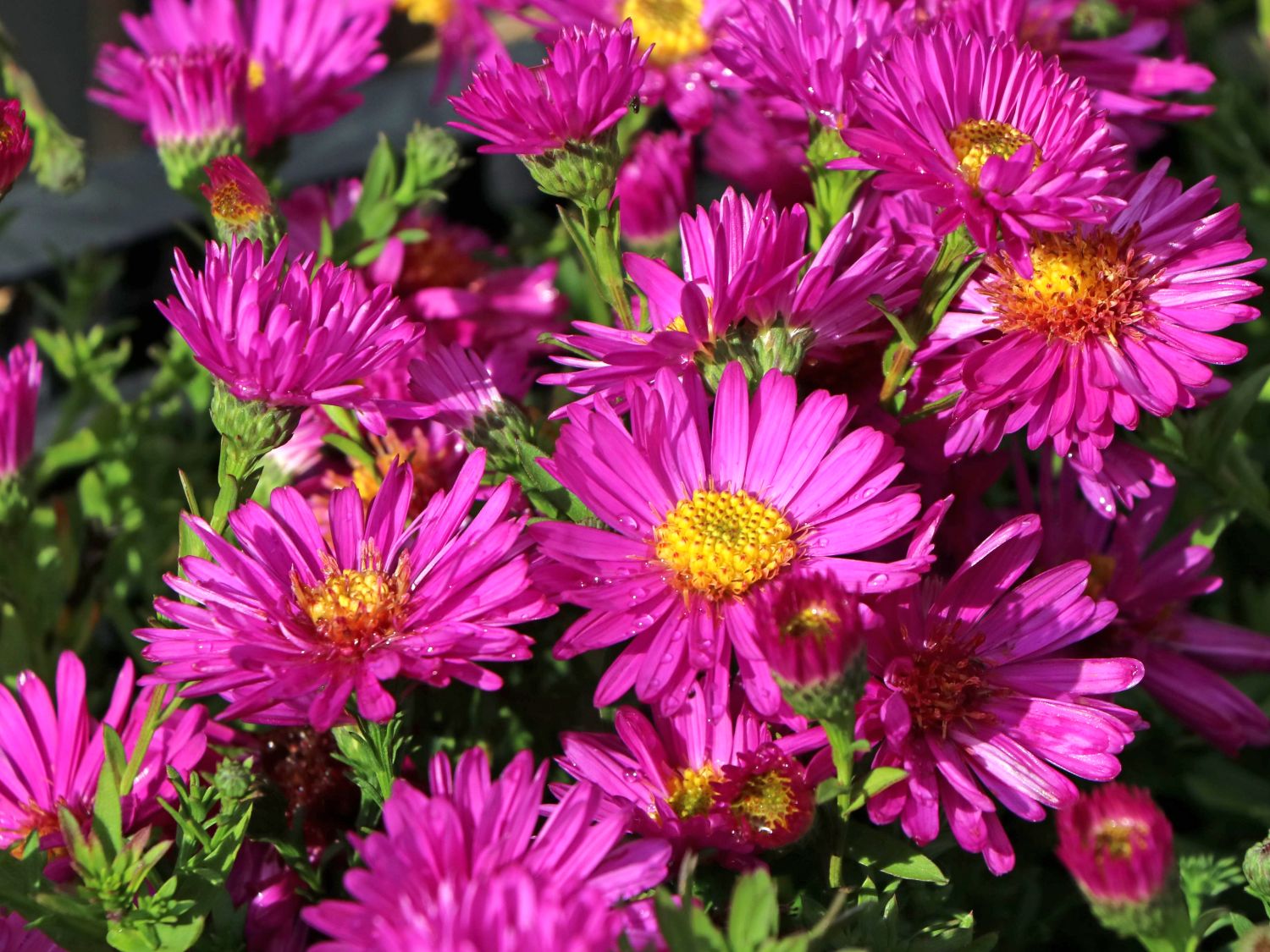 & Expertenwissen Schönste Kissen-Aster Stauden - \'Starlight\'