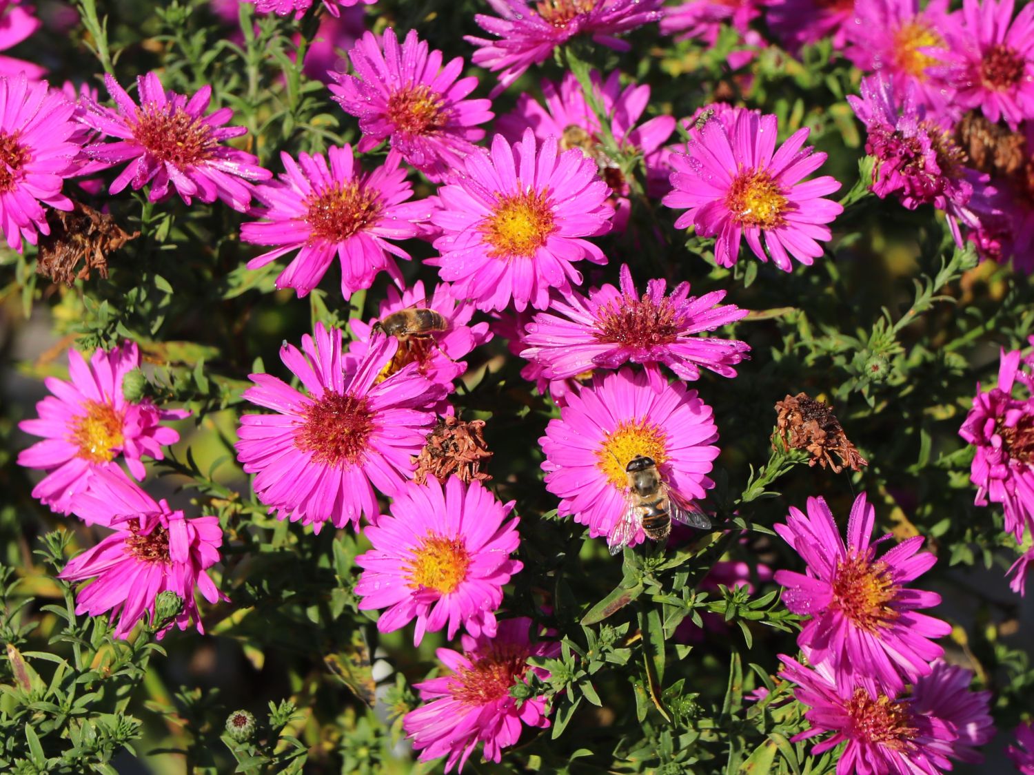 Kissen-Aster 'Starlight' - Alles erfahren Ã¼ber BlÃ¼te, Wuchs & Co.