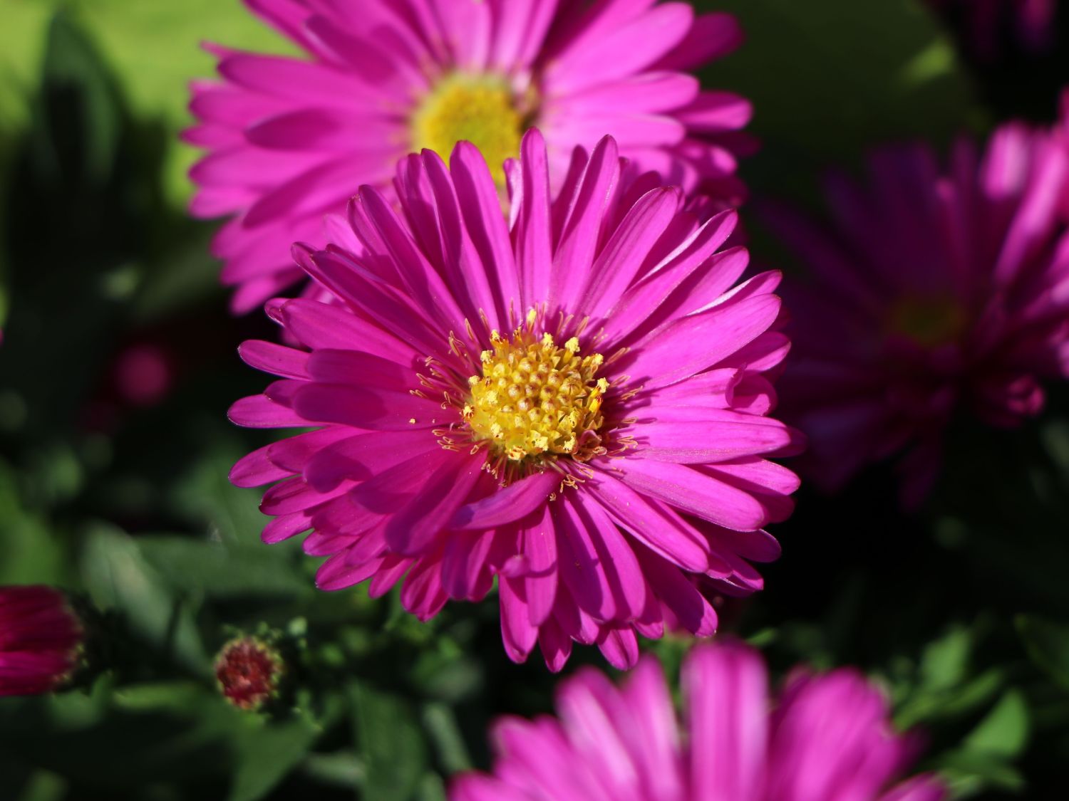 Kissen-Aster 'Starlight' - Schönste Stauden & Expertenwissen