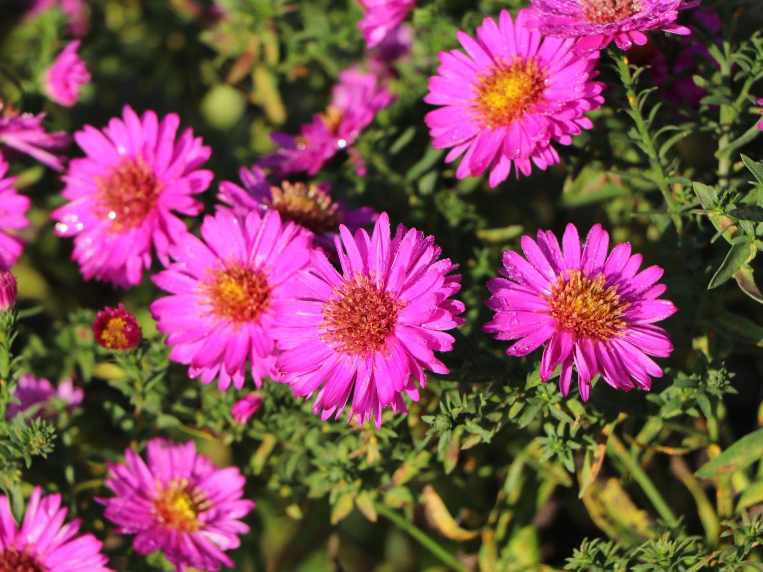 Kissen-Aster 'Starlight' - Schönste Stauden & Expertenwissen