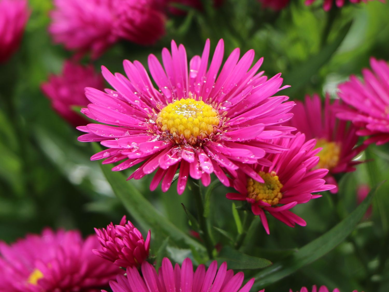 Kissen-Aster 'Starlight' - Schönste Stauden & Expertenwissen