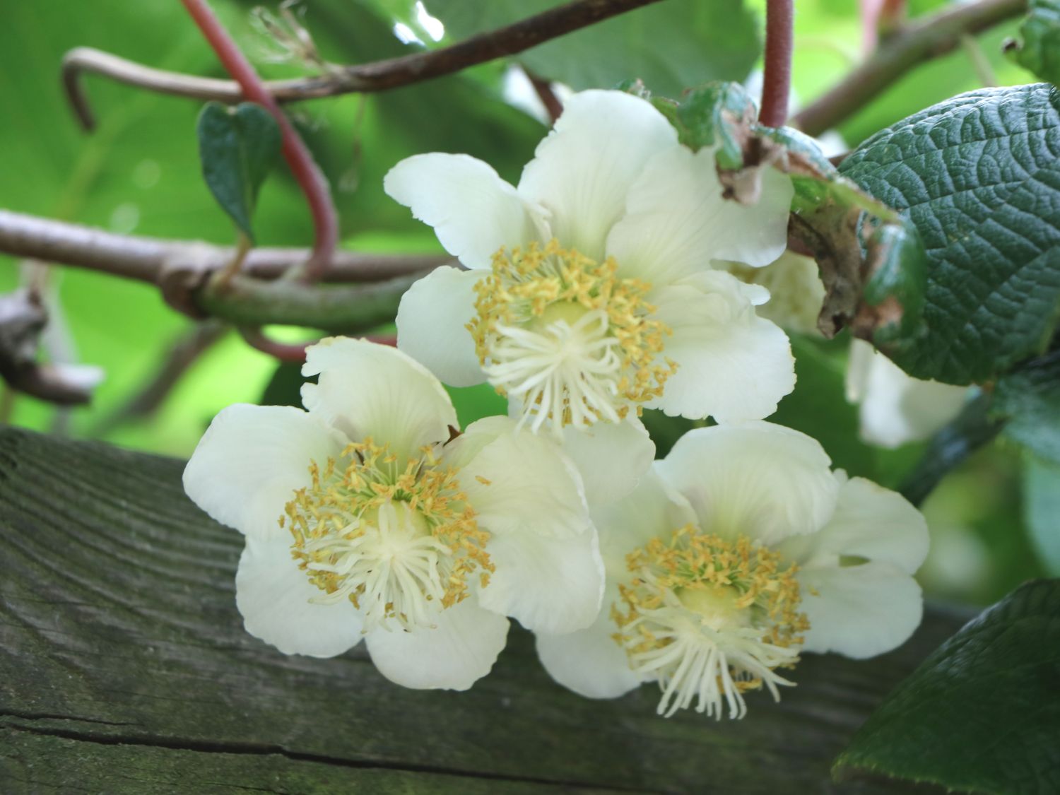 Kiwi 'Hayward' weiblich - Actinidia deliciosa 'Hayward' - Baumschule  Horstmann