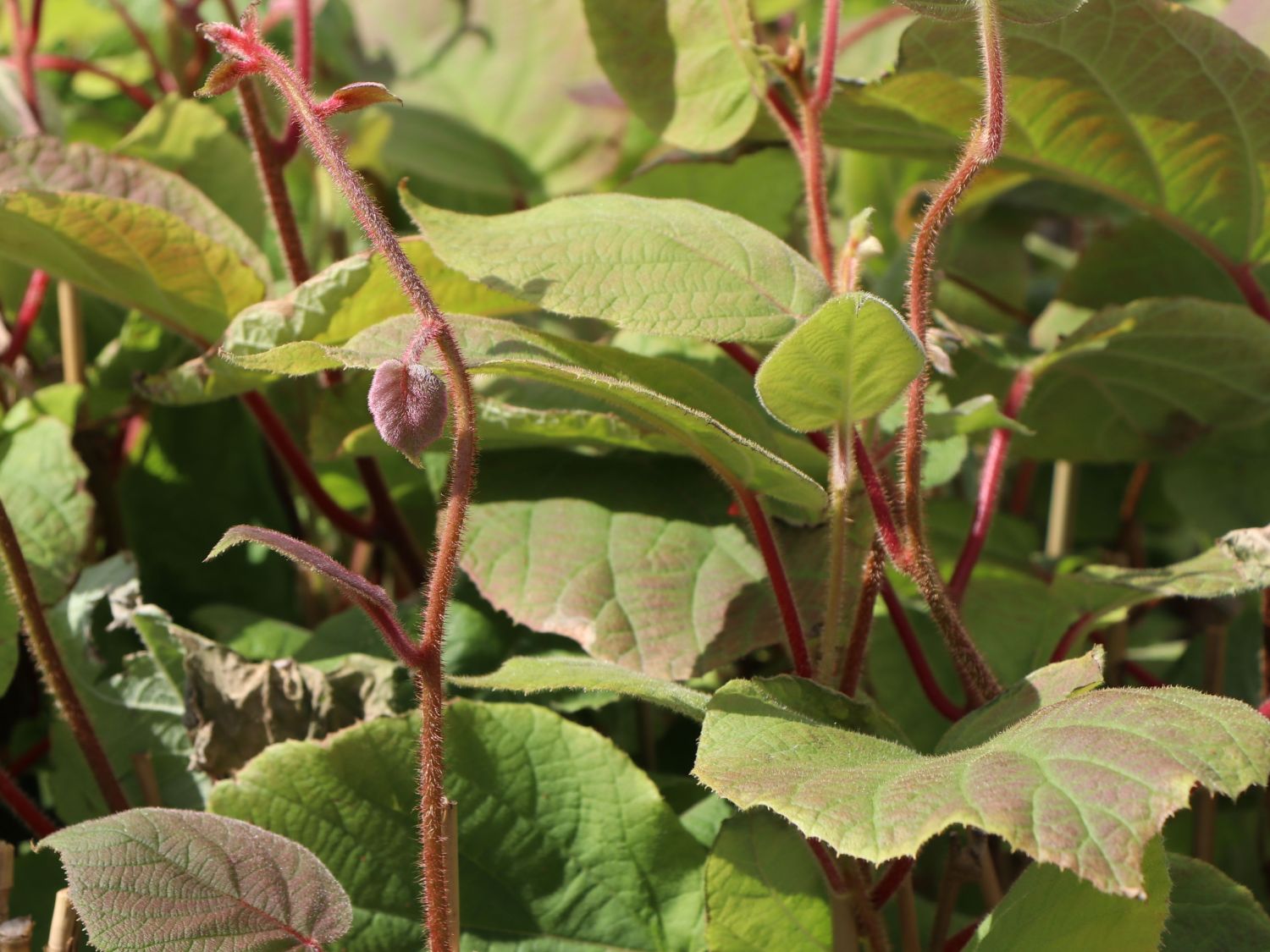 Kiwi 'Hayward' weiblich - Actinidia deliciosa 'Hayward' - Baumschule  Horstmann