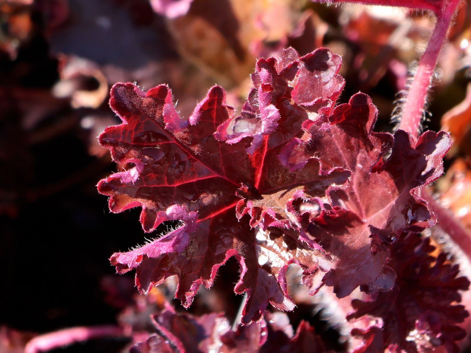 Kleinblütiges Silberglöckchen 'Prince' - Heuchera micrantha 'Prince'