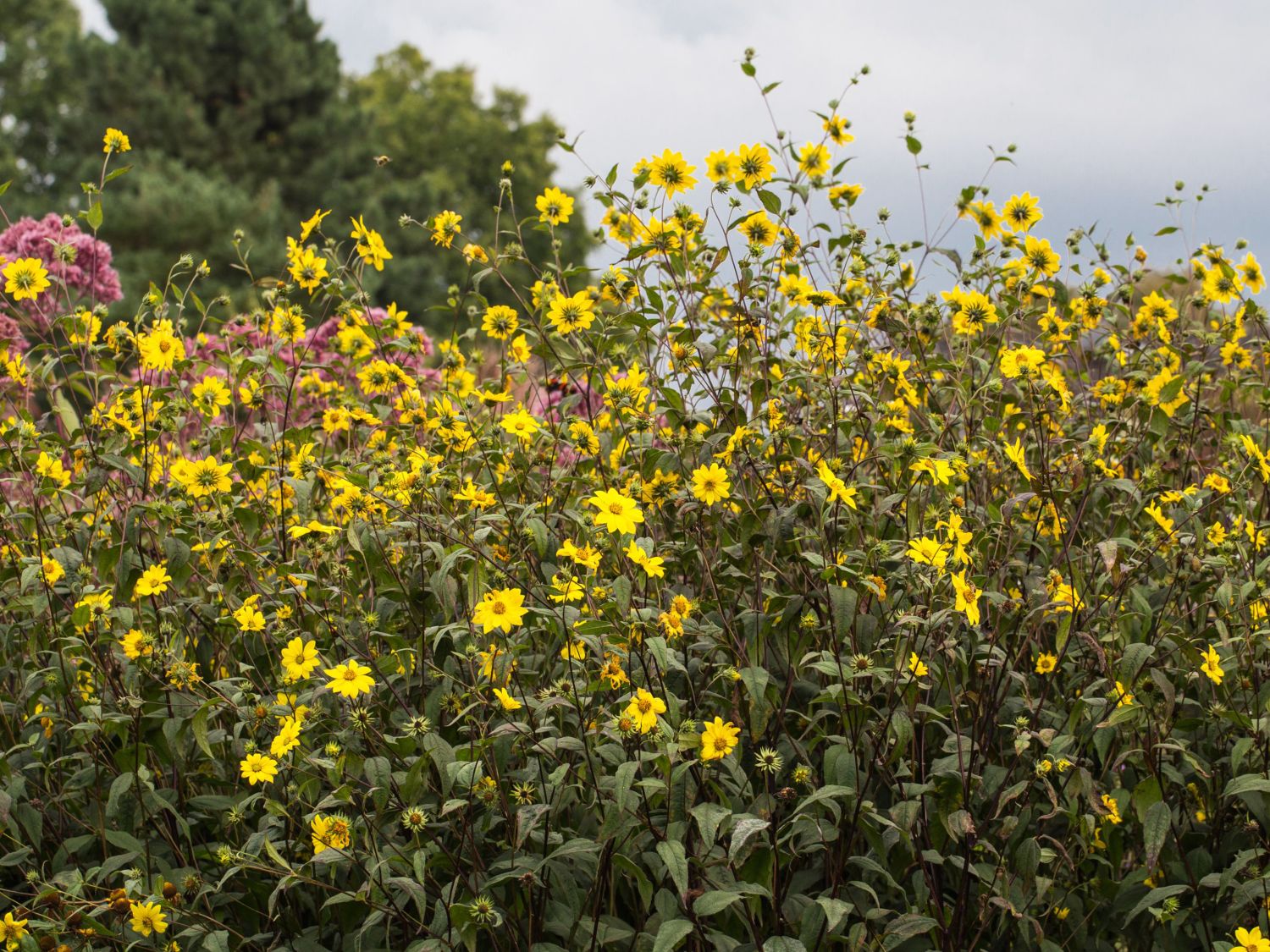 (Helianthus Sonnenblume Kleinblumige microcephalus)