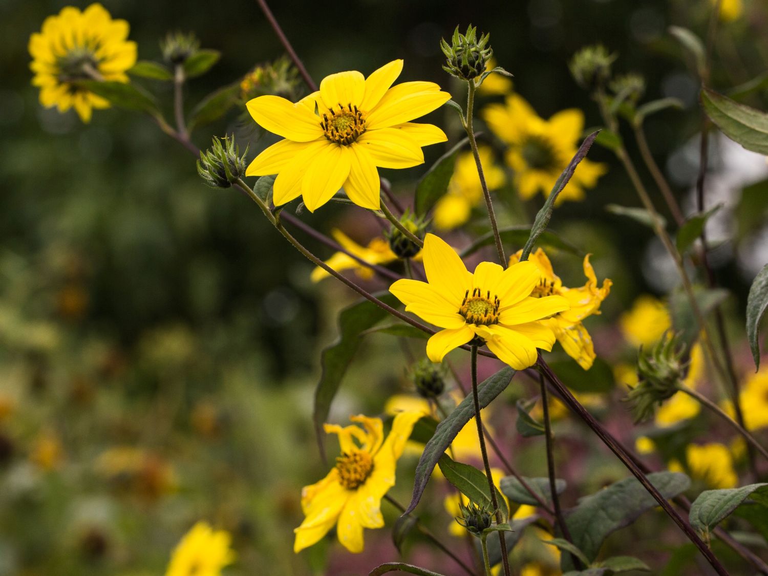 Kleinblumige Sonnenblume (Helianthus microcephalus)