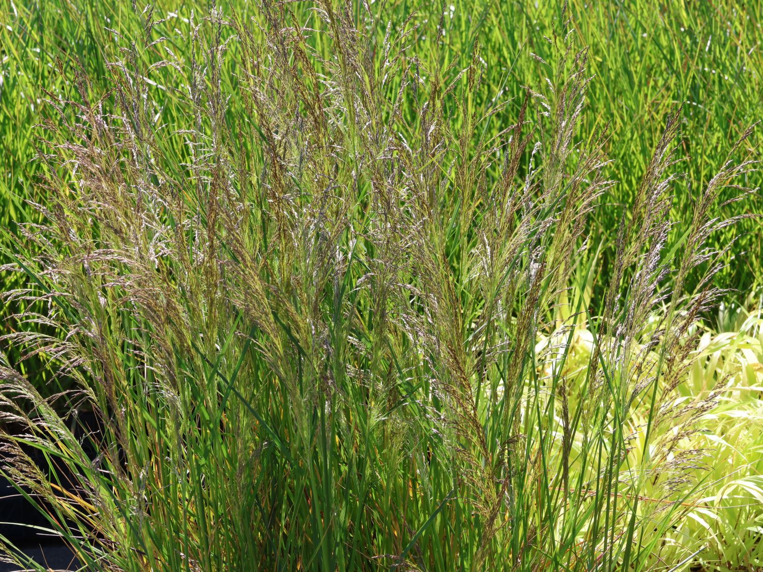 Kleine Wald-Schmiele 'Palava' - Deschampsia cespitosa 'Palava'