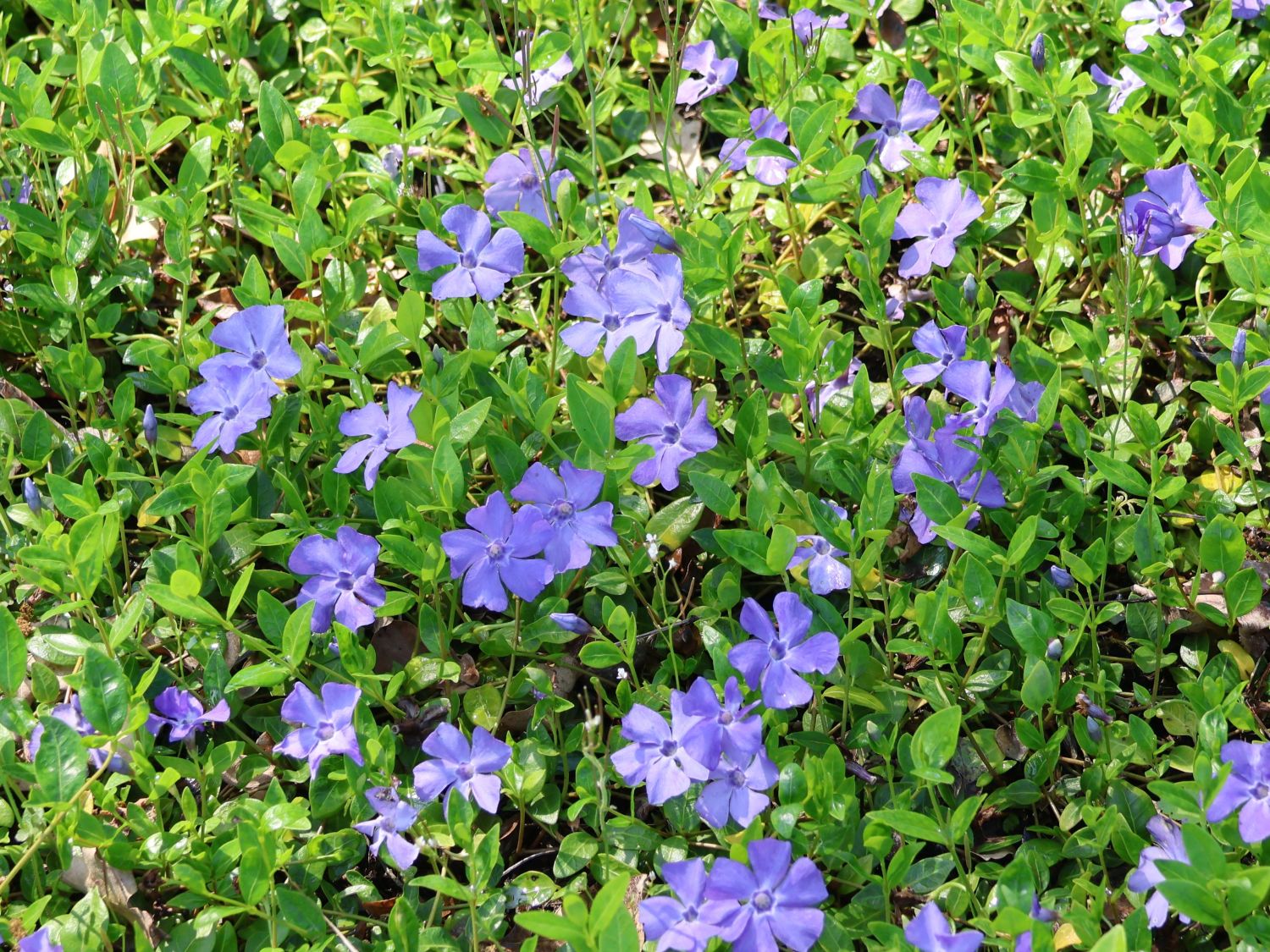 Kleines Immergrn 'Anna' - Vinca minor 'Anna' - Baumschule Horstmann