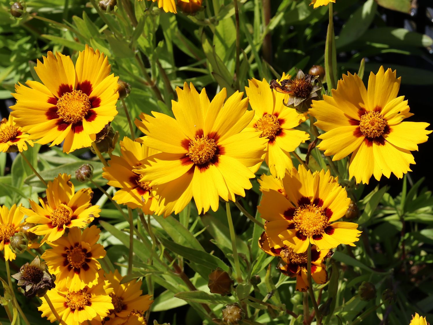 Kleines Mädchenauge 'Baby Gold' - Coreopsis lanceolata 'Baby Gold'