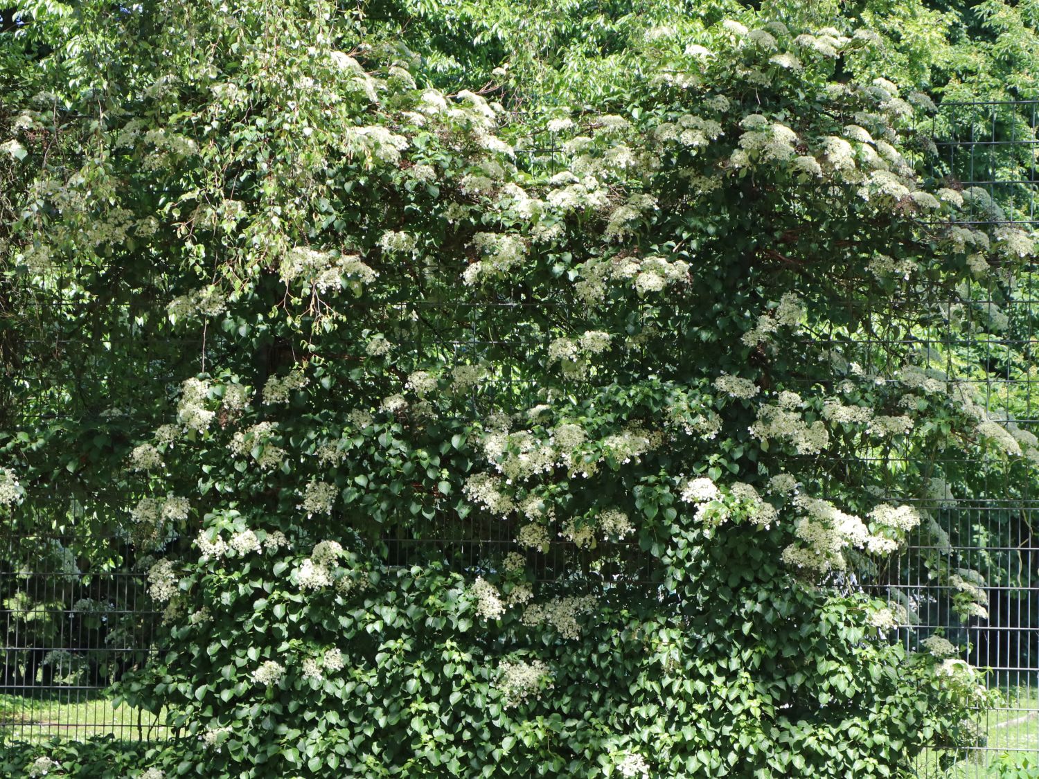 Höhe: 90-100 cm 2 Kletter-Hortensien Hydrangea petiolaris Kletter-Pflanze 
