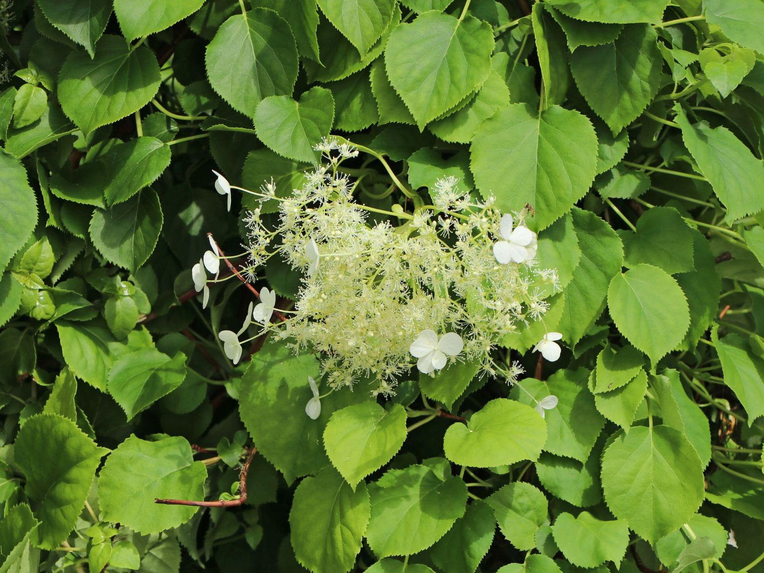 Hortensie Kletterpflanze 90-100 cm Hydrangea petiolaris ! Kletter-Hortensie 
