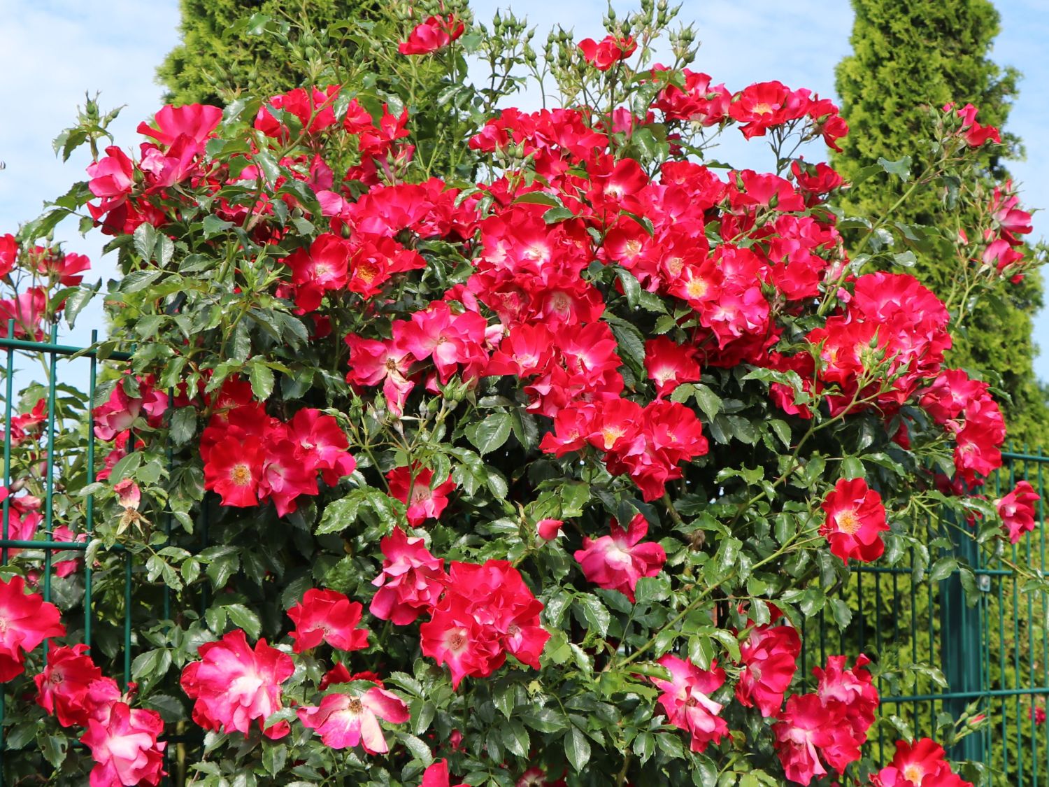 Kletterrose 'Dortmund' ® - Alles erfahren über Blüte, Duft ...