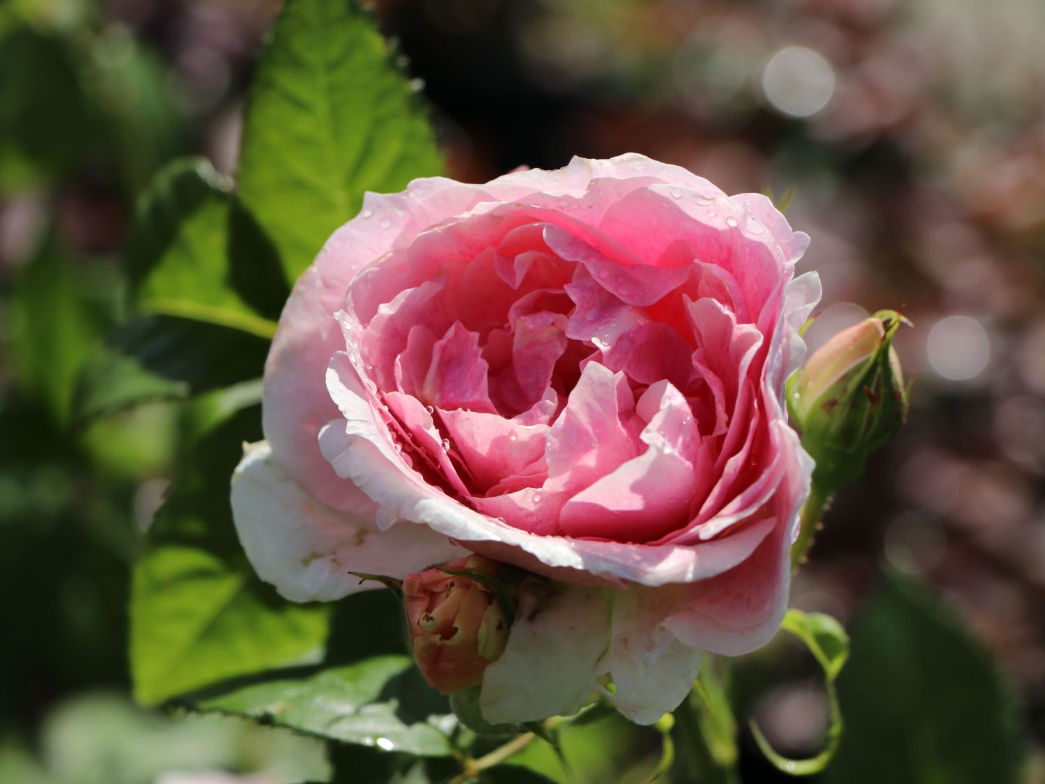 kir rosé – QFB66
