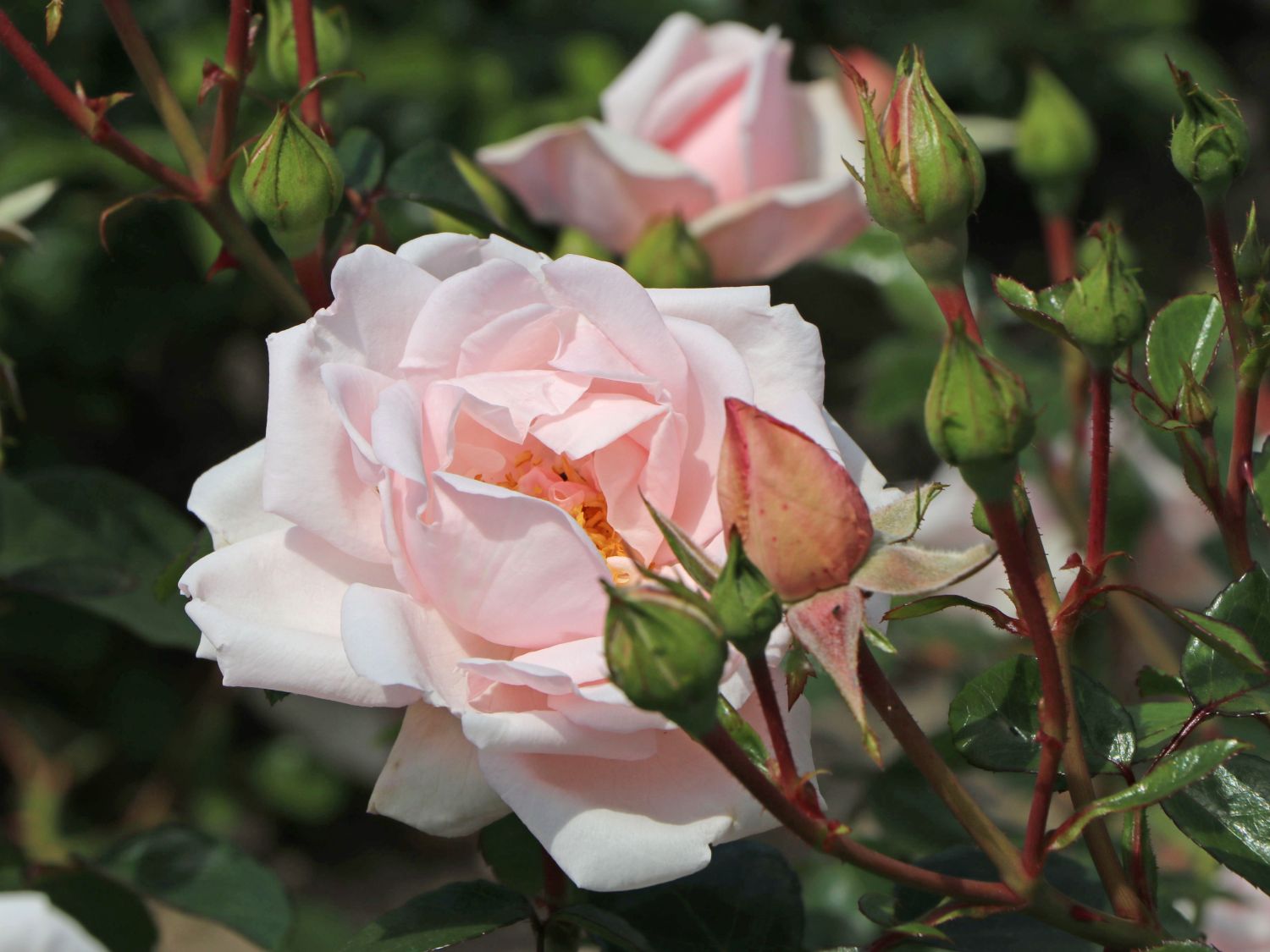 Ramblerrose Duft++++ pastellrosa Weltrose Rosa New Dawn® Kletterrose New Dawn® 