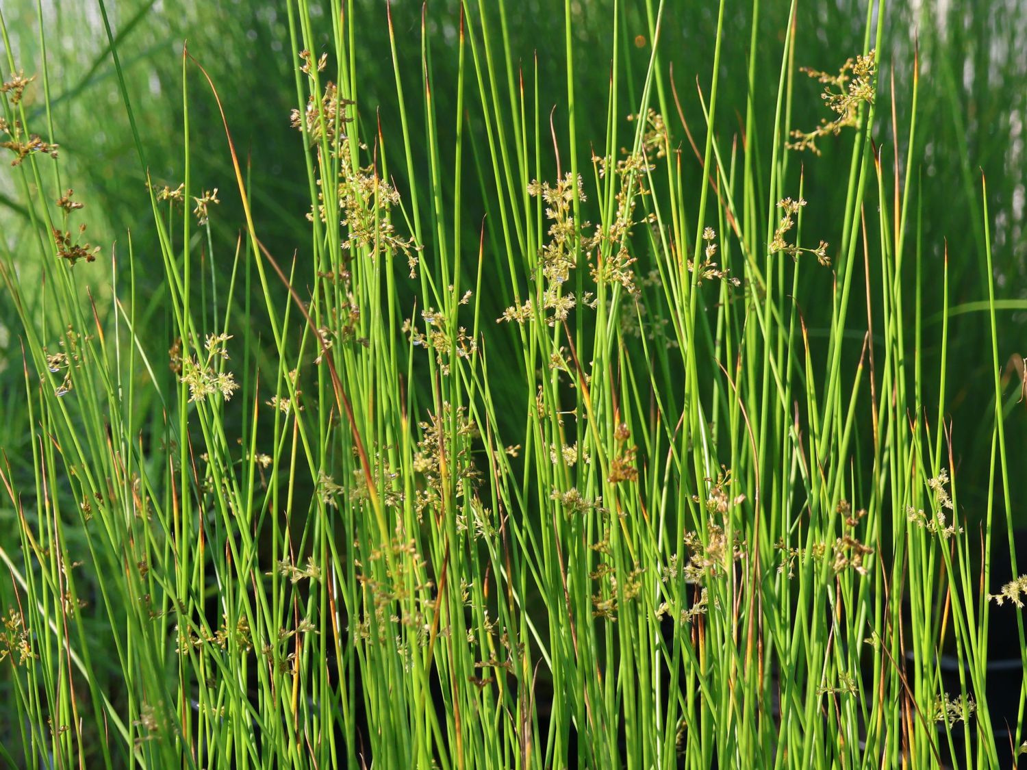 Knuel-Binse (Juncus conglomeratus) - perfekte Stauden & Ratgeber