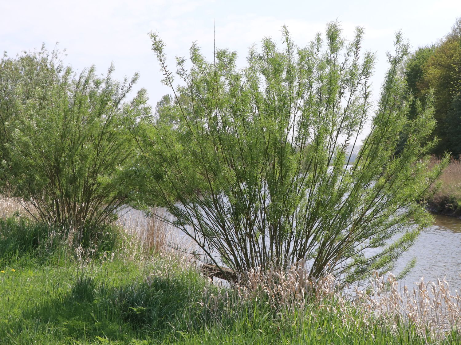 Korbweide Weide Salix viminalis 60-100 cm im 3 Liter Container 