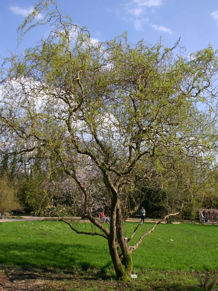 salix