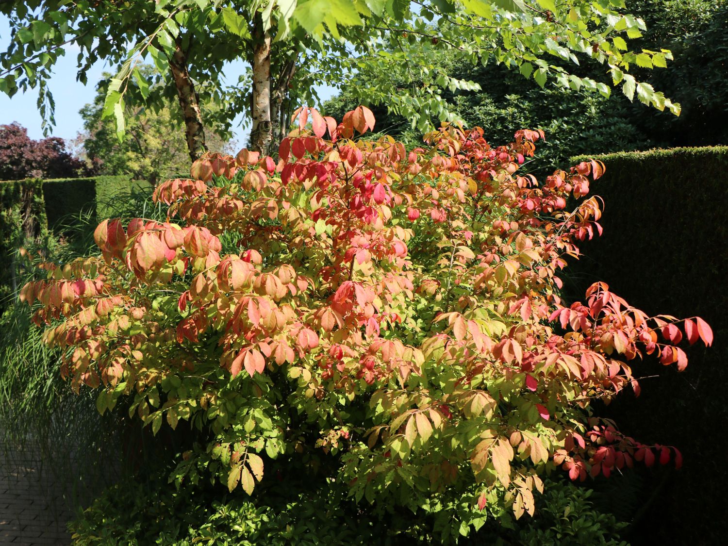 Euonymus alatus COMPACTUS hat feuerrote Herbstfärbung kompakte Sorte