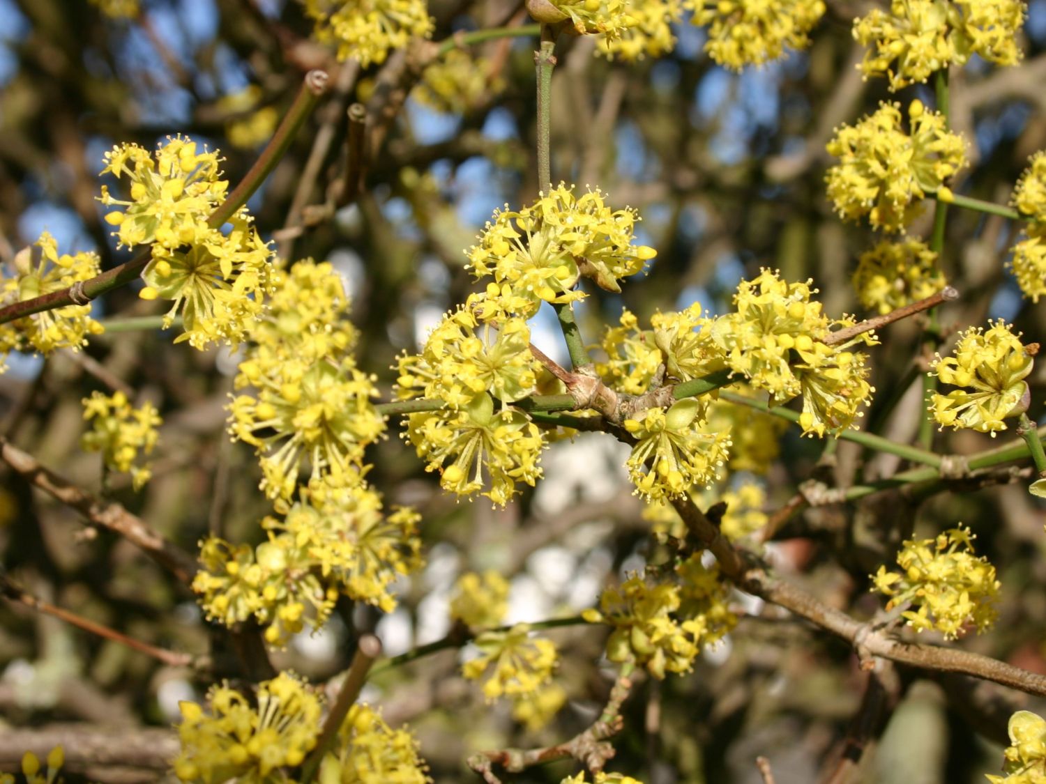 cornus mas sorten