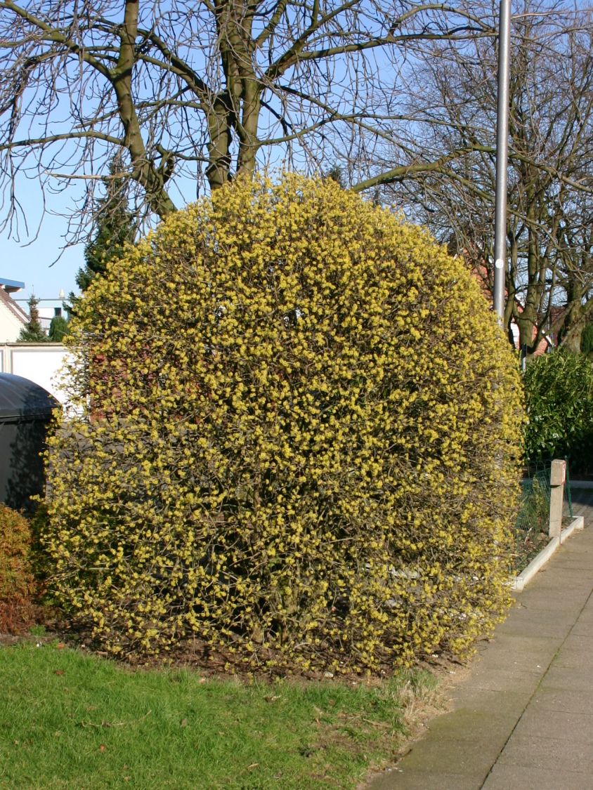 Heckenpflanzen Fur Garten Hecke Aus Der Baumschule Kaufen