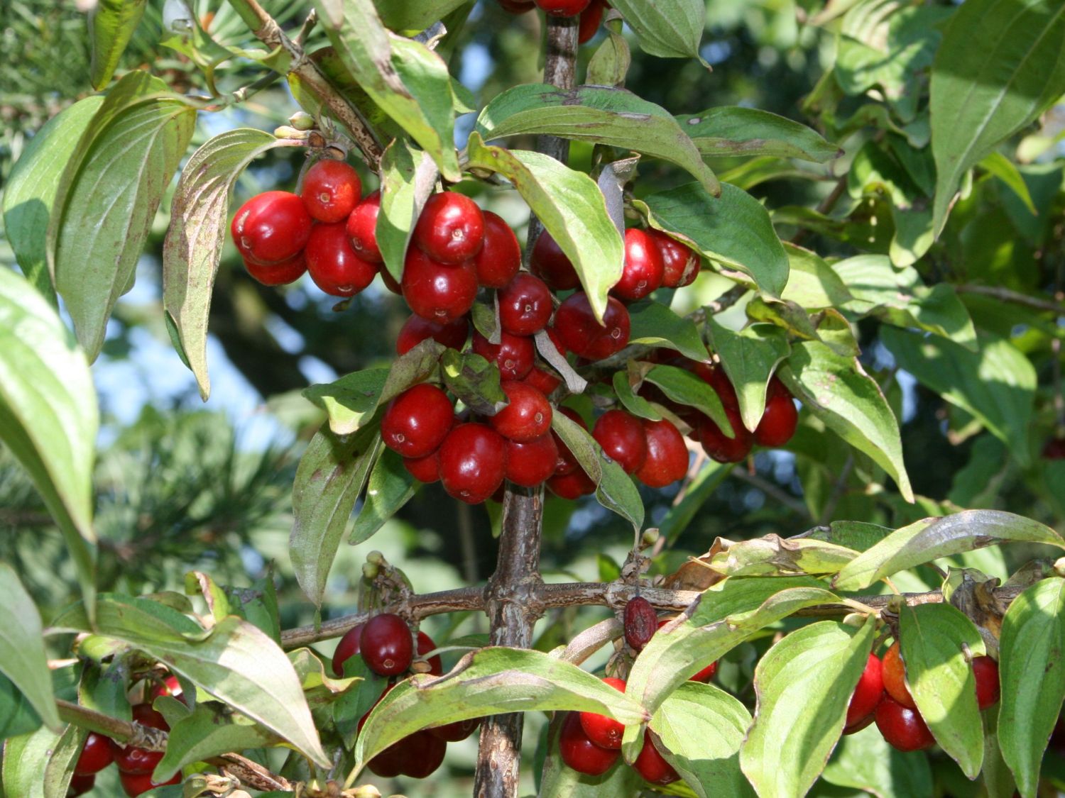 Kornelkirsche - Cornus mas - Baumschule Horstmann