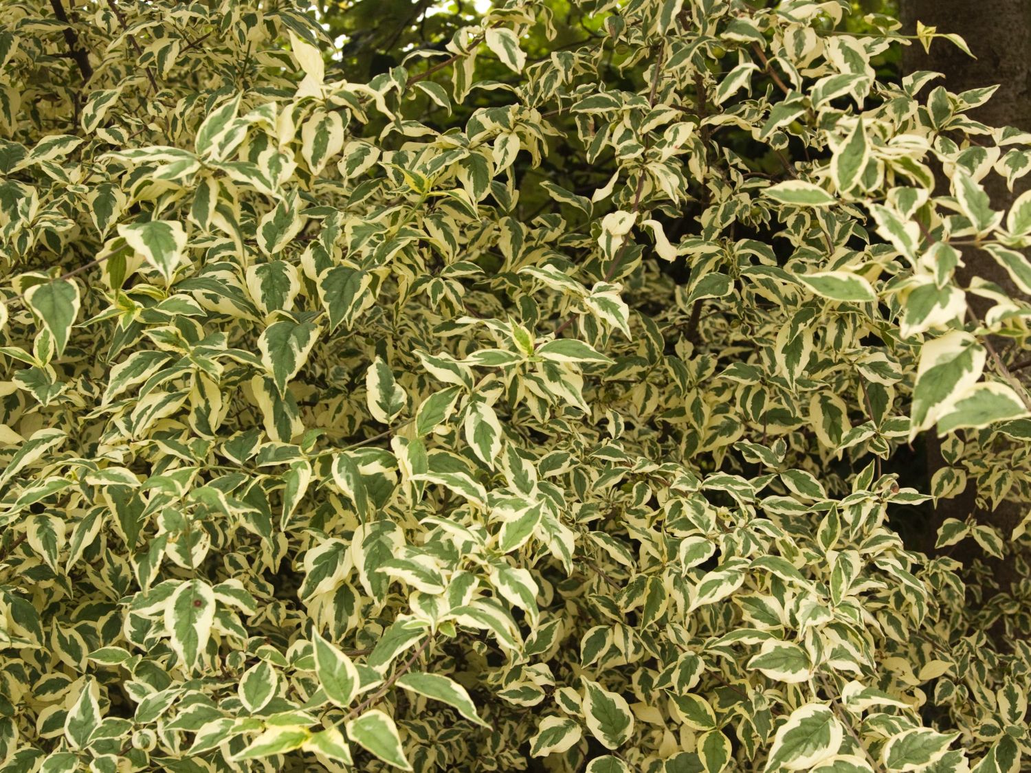 Kornelkirsche 'Variegata' - Cornus mas 'Variegata' - Baumschule Horstmann