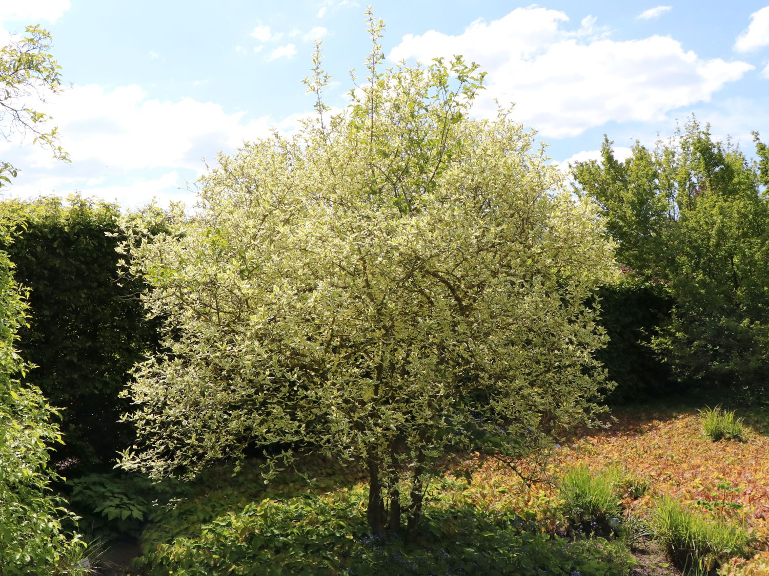 cupressocyparis leylandii variegata Buy Wholesale Variegated Leyland Cedar Winter Greenery in Bulk main image 1
