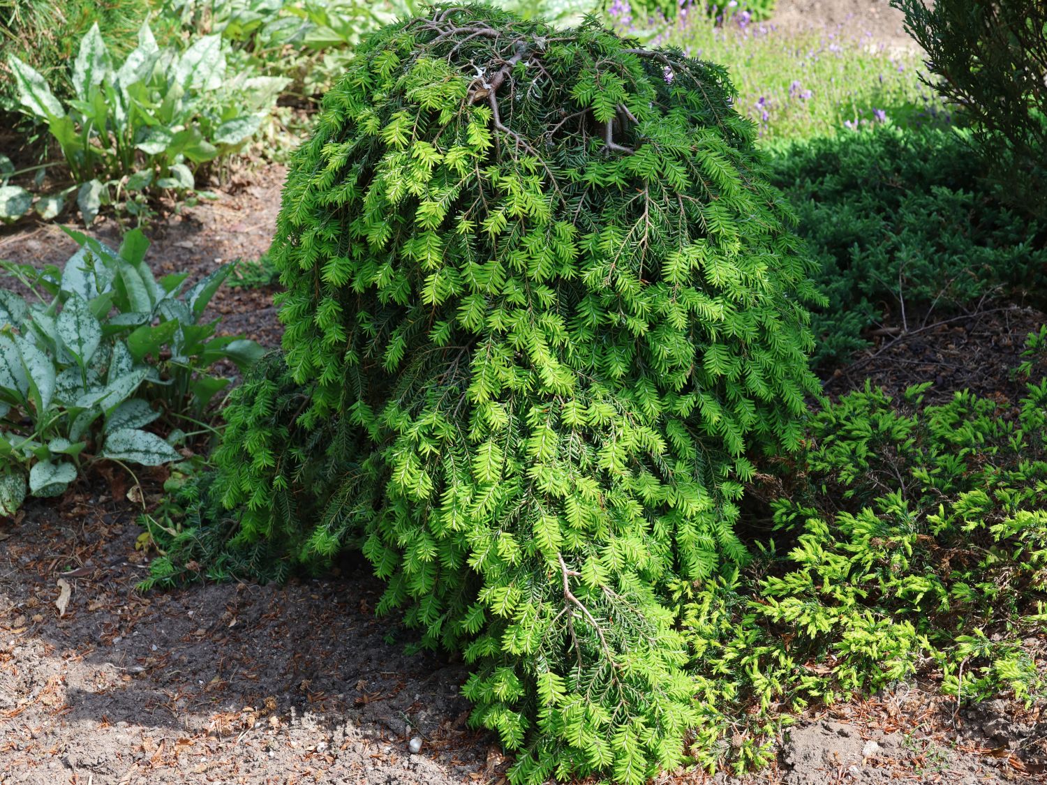 Kriech-Hemlocktanne 'Cole's Prostrate'