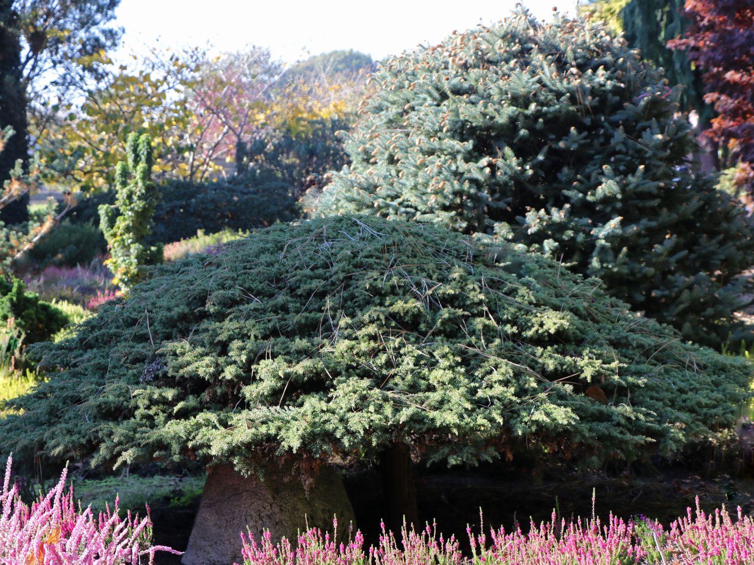 Grüner Kriechwacholder Green Carpet 15-20cm Juniperus communis 