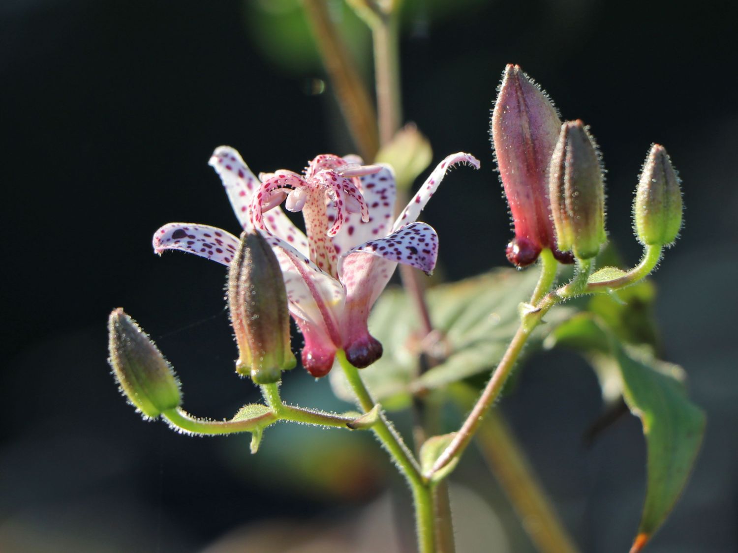 Krötenlilie (Tricyrtis formosana) - perfekte Stauden &amp; Ratgeber