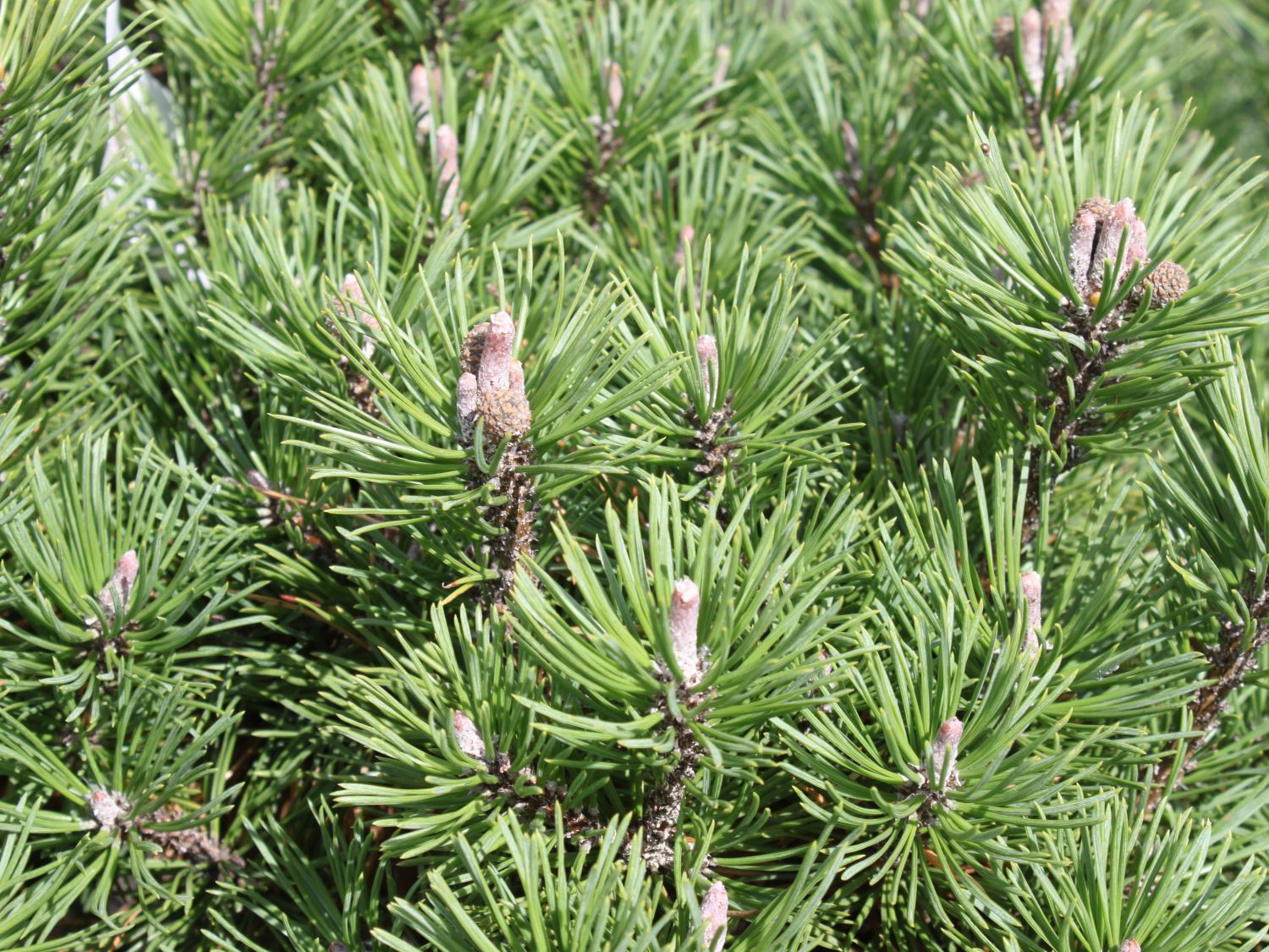 Zwergkiefer Möpschen Pinus mugo Möpschen 