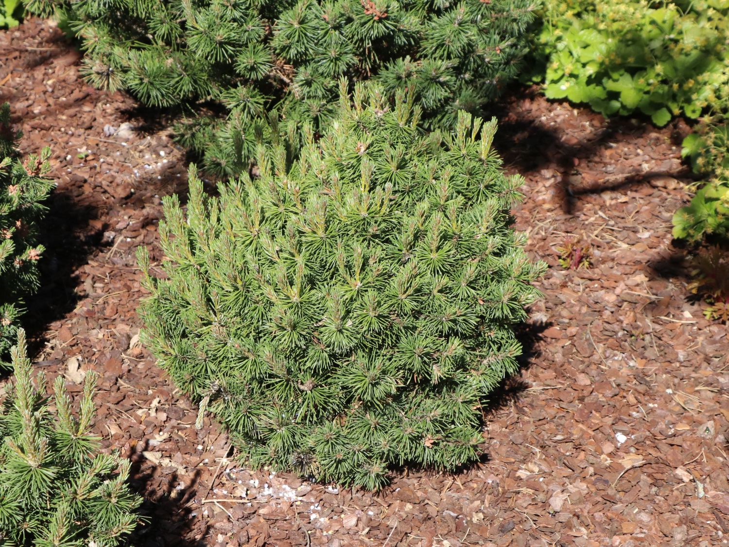 Zwergkiefer Pinus mugo Mini Mops 15-20cm Nadelgehölz Zwergsorte 
