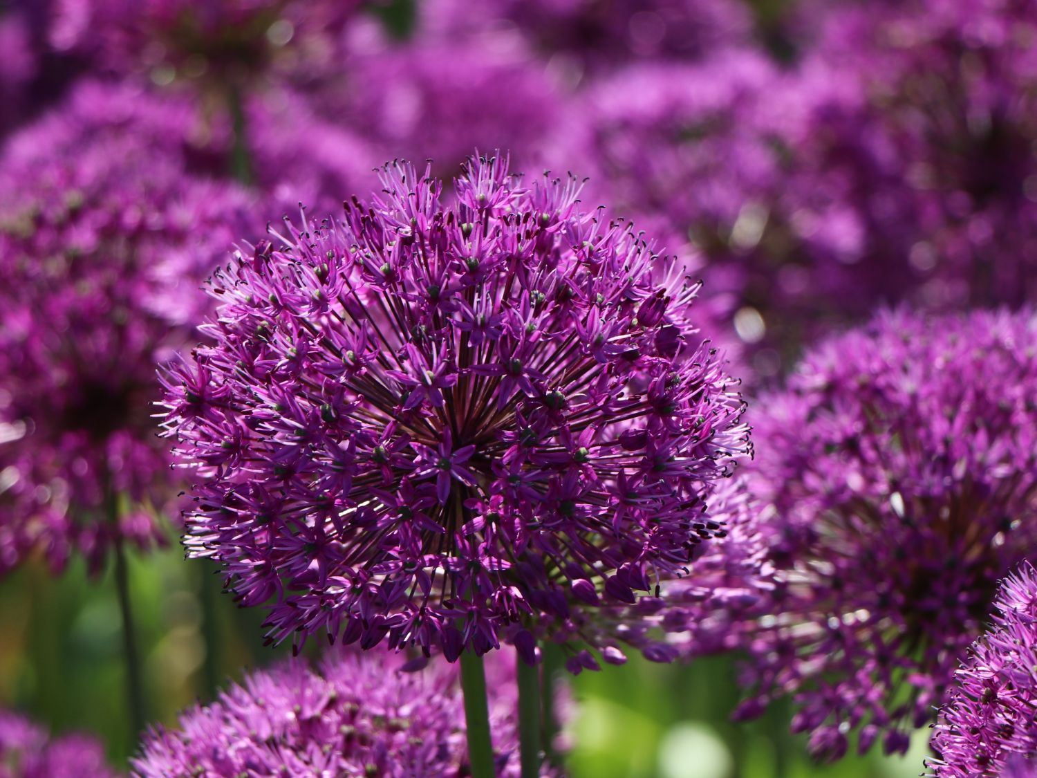 mehrjährig Blumenzwiebeln zum Pflanzen und Verwildern lila Blüten Allium Bicolor- 100 Zwiebeln Zierlauch/Kugellauch winterhart von Garten Schlüter 