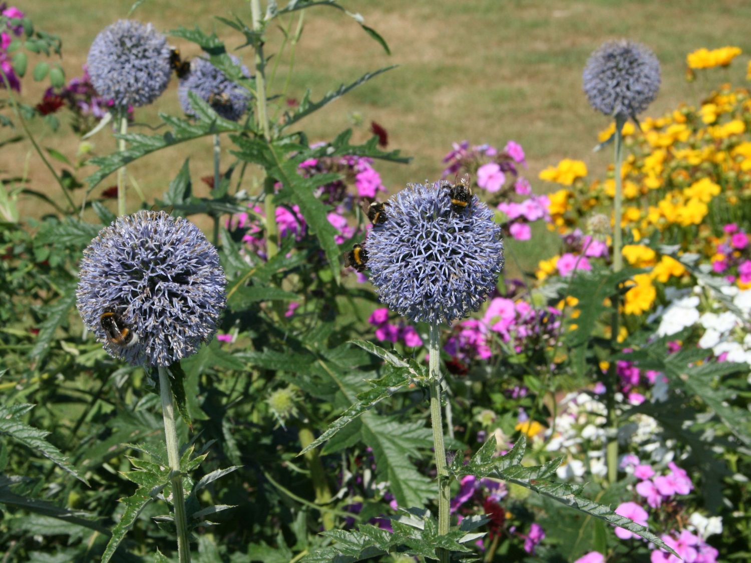 Kugeldistel (Echinops ritro) - Schönste Stauden & Expertenwissen