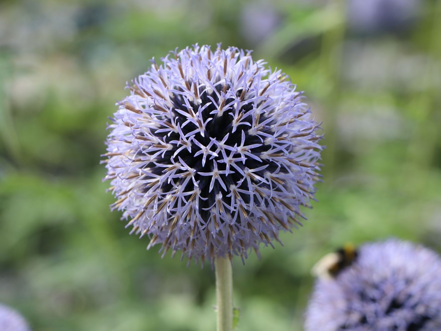 & Schönste (Echinops Kugeldistel ritro) Expertenwissen - Stauden