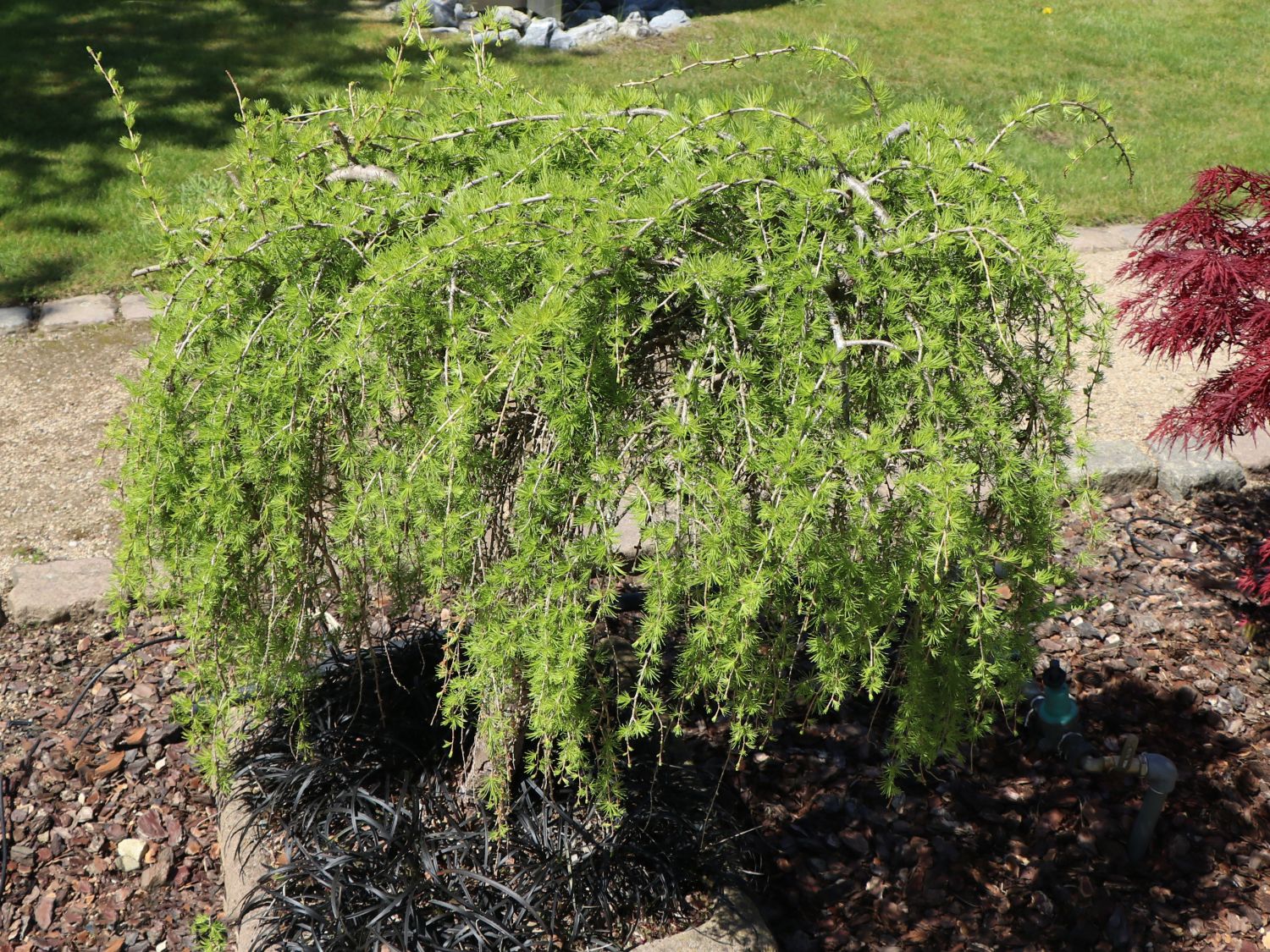 Lärche 'Puli' - Larix decidua 'Puli'