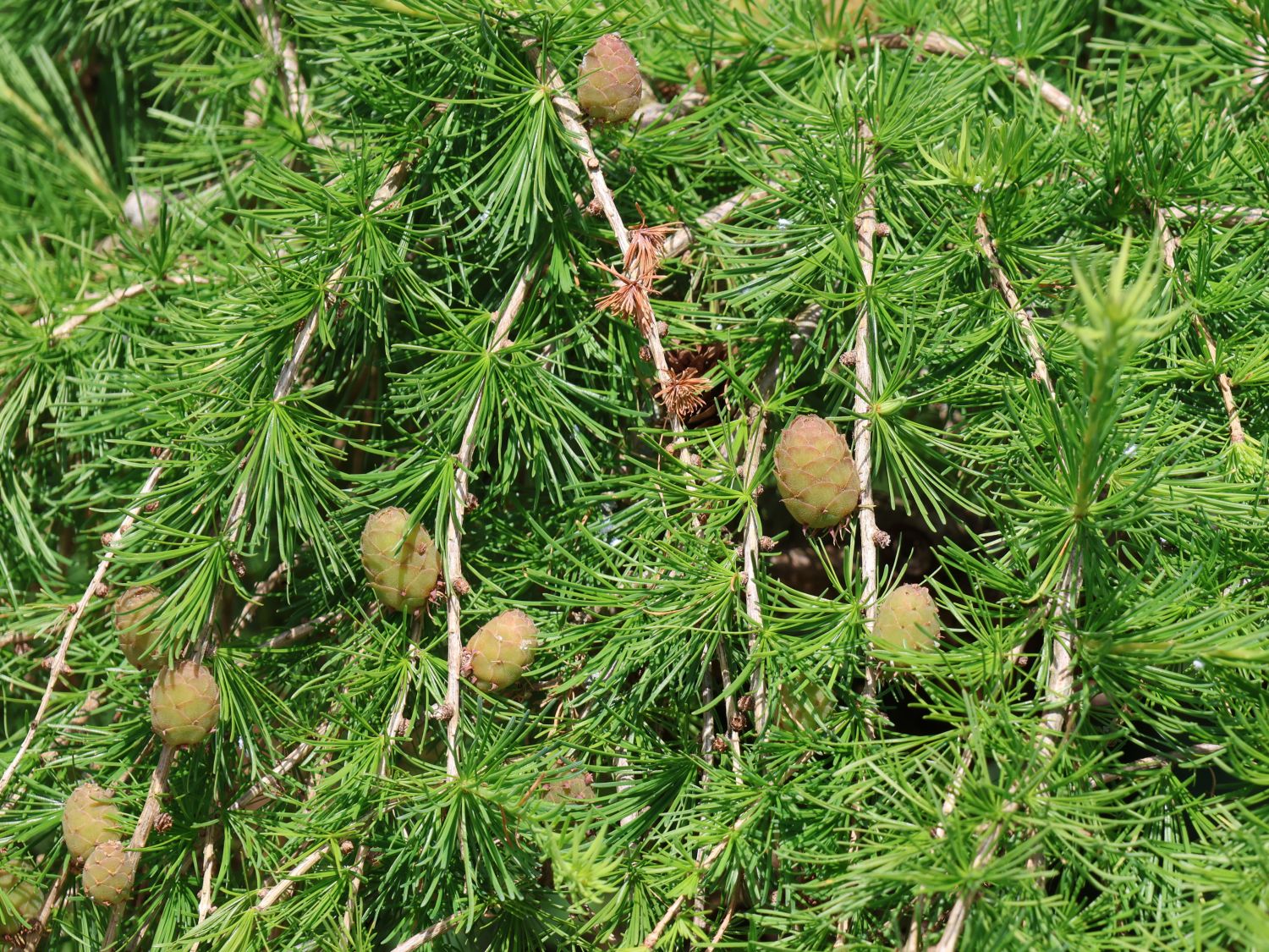 natürlicher dünger olivenbaum Bio-Olivenbaum-Dünger kaufen