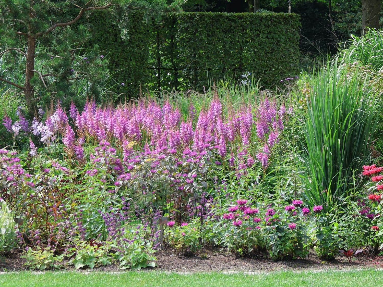 Lanzenspiere 'Purpurkerze'