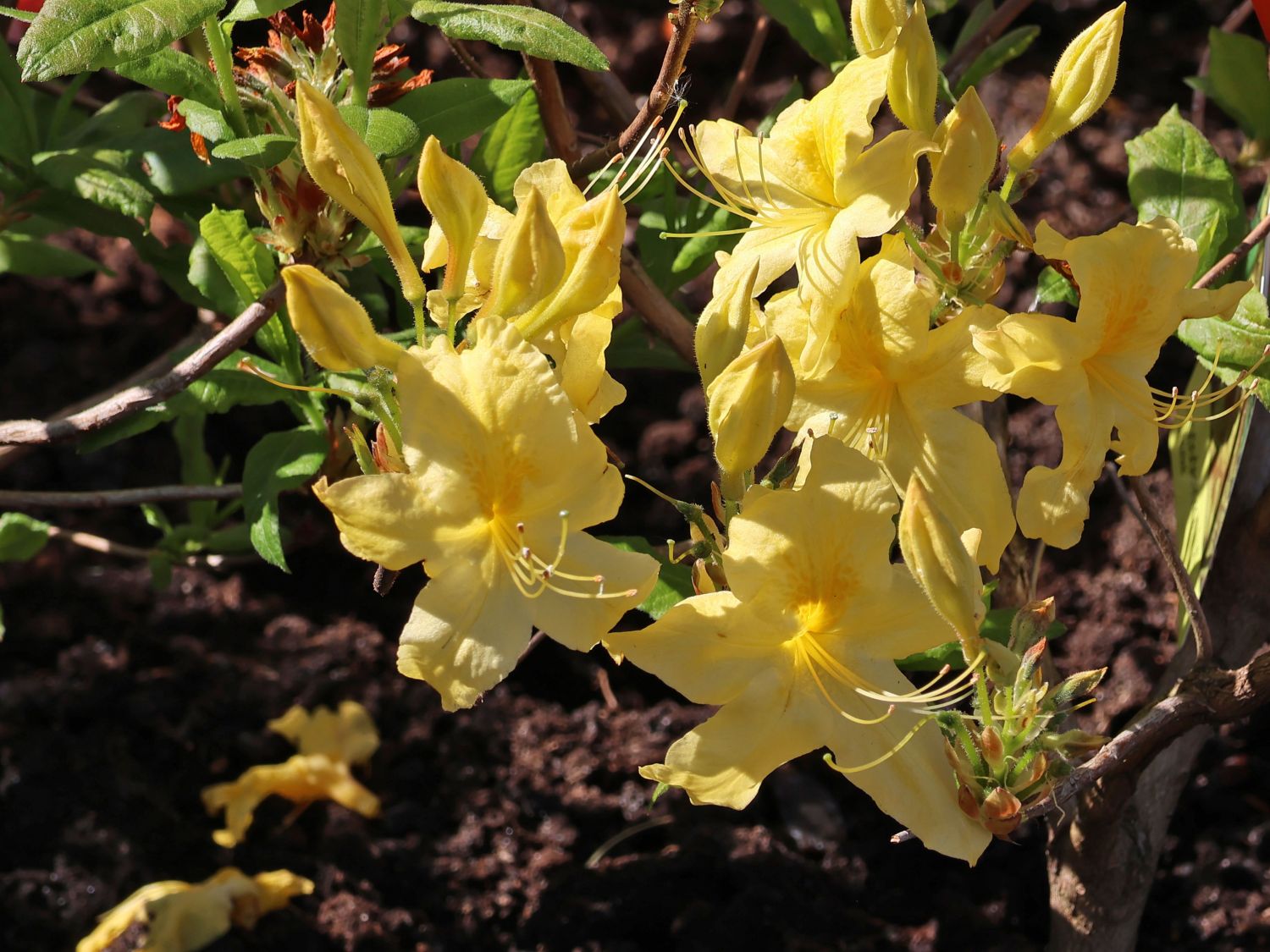 Laubabwerfende Azalee 'Anneke' - Rhododendron luteum 'Anneke' - Baumschule  Horstmann