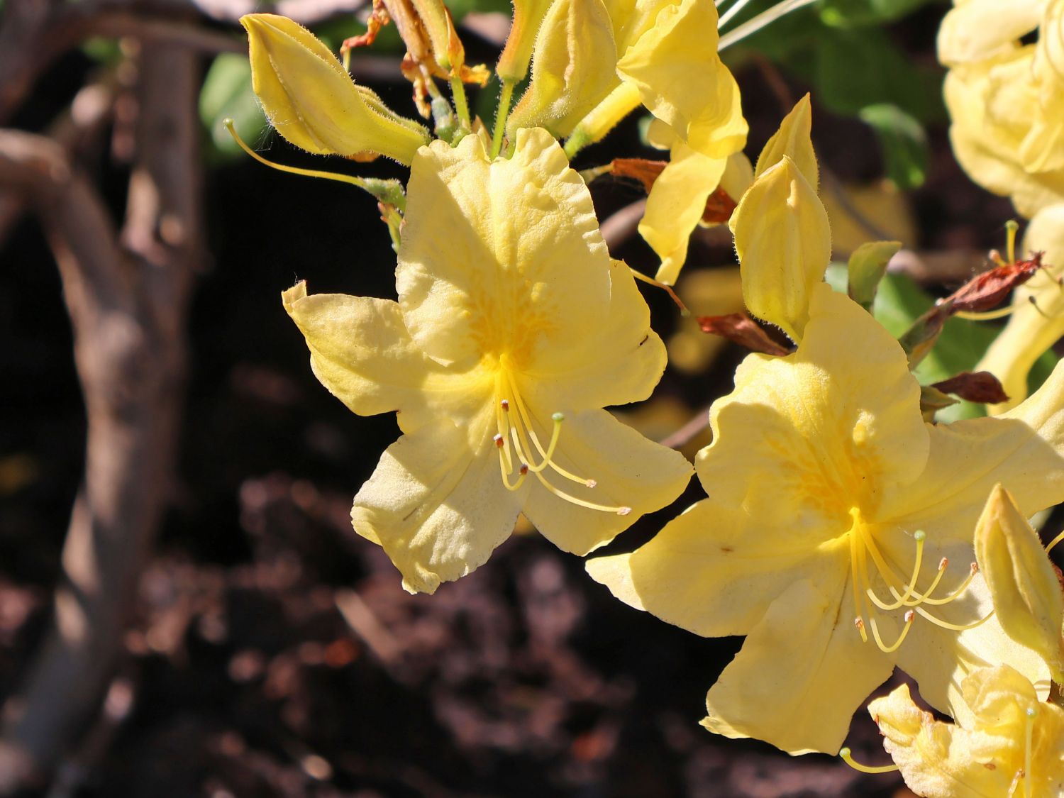 Laubabwerfende Azalee 'Anneke' - Rhododendron luteum 'Anneke' - Baumschule  Horstmann