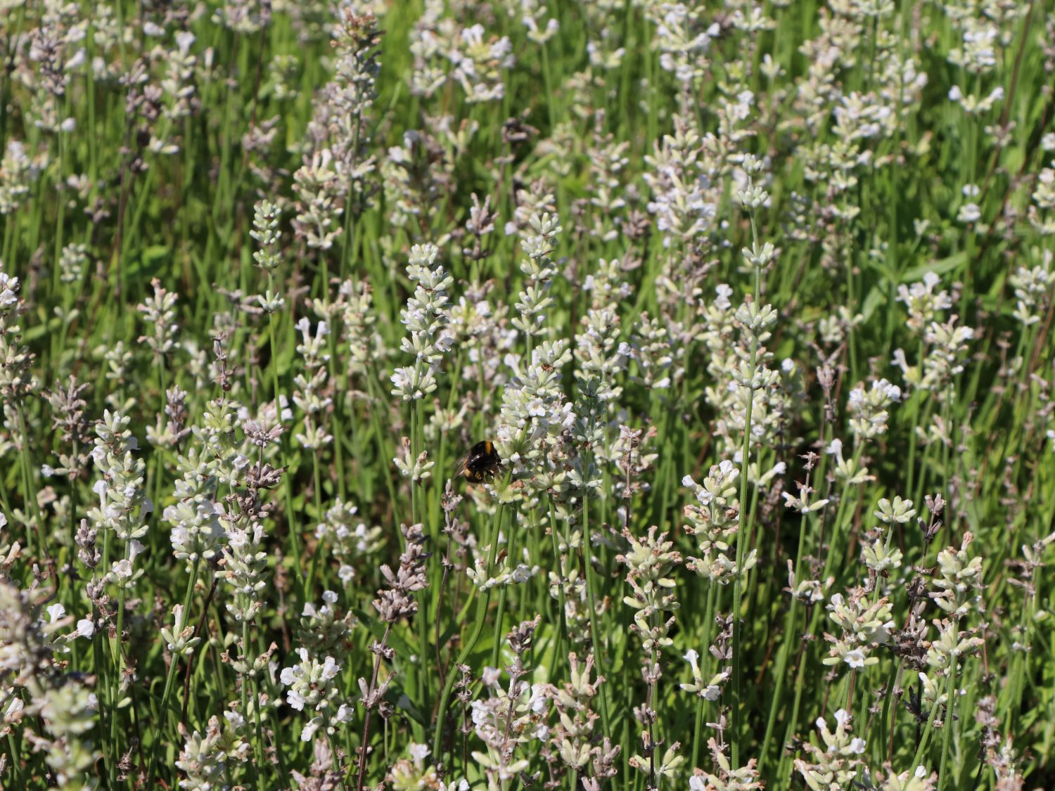Lavendel 'White Fragrance' - Lavandula angustifolia 'White Fragrance'
