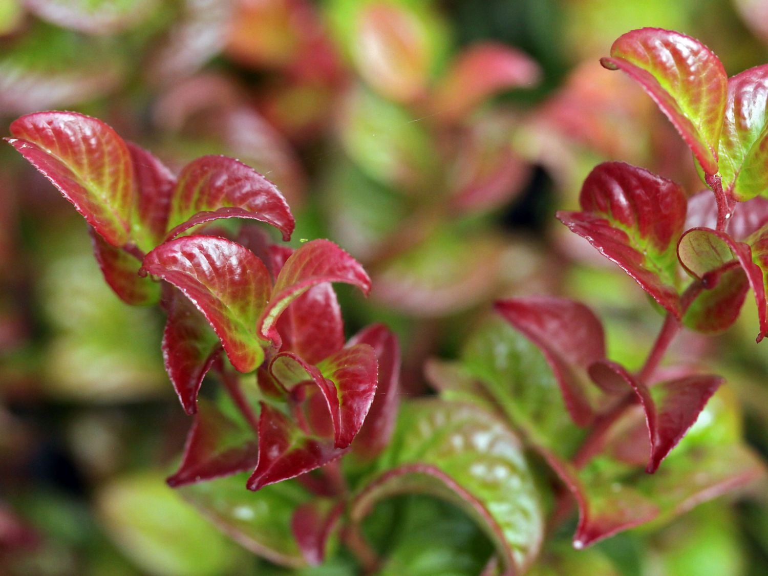 Bugsering smykker i det mindste Lavendelheide 'Twisting Red' - Leucothoe axillaris 'Twisting Red' -  Baumschule Horstmann