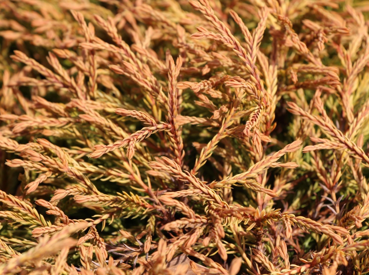 Lebensbaum 'Golden Tuffet' - Thuja occidentalis 'Golden Tuffet' -  Baumschule Horstmann