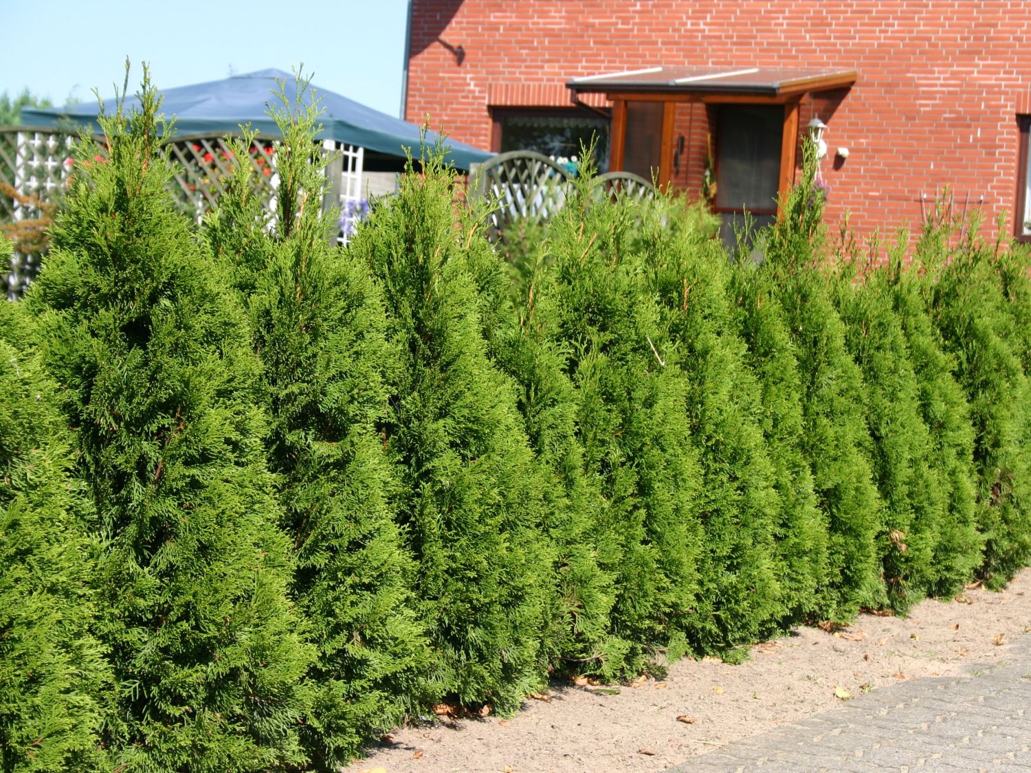 10-30 Heckenpflanzen Hecke. Lebensbaum Thuja Smaragd 80-100 cm 