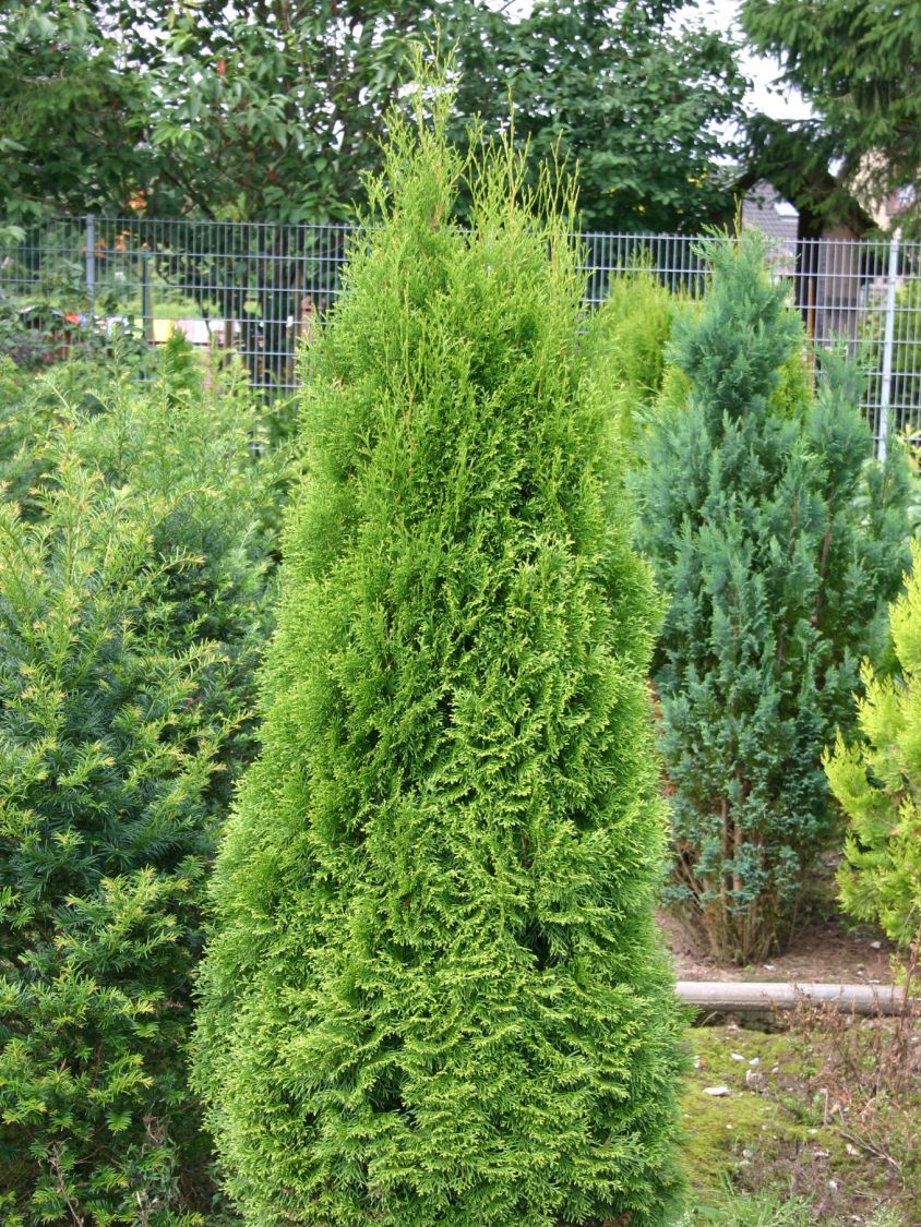 Pianta Vera Da Interno Tuia 'Smaragd' Thuja Occidentalis 'Smaragd' - Vendita Piante Online Mirto Crespo Pianta