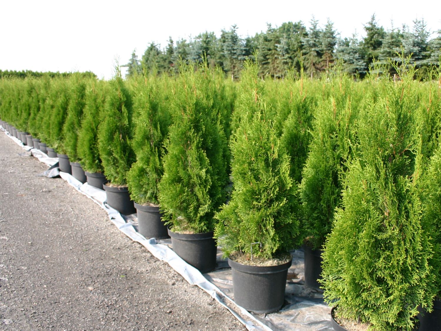 Lebensbaum &amp;#39;Smaragd&amp;#39; - Thuja occidentalis &amp;#39;Smaragd&amp;#39; - Baumschule Horstmann