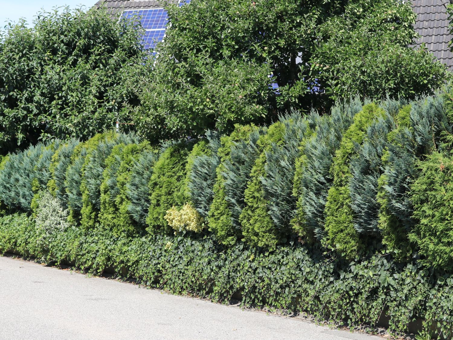 Thuja-Hecke im eigenen Garten: Hilfreiche Tipps zur Pflege