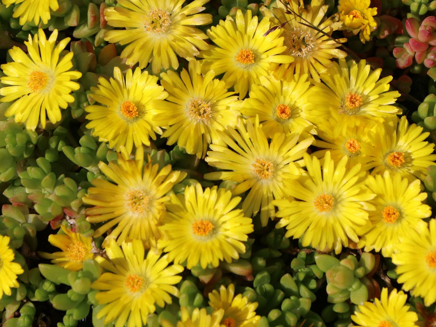 Lesotho Mittagsblume Delosperma nubigenum für Deinen Garten